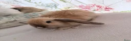 Mixed Breed rabbits for sale: Friendly 11-Week-Old Girl Bunnies - Advert 9