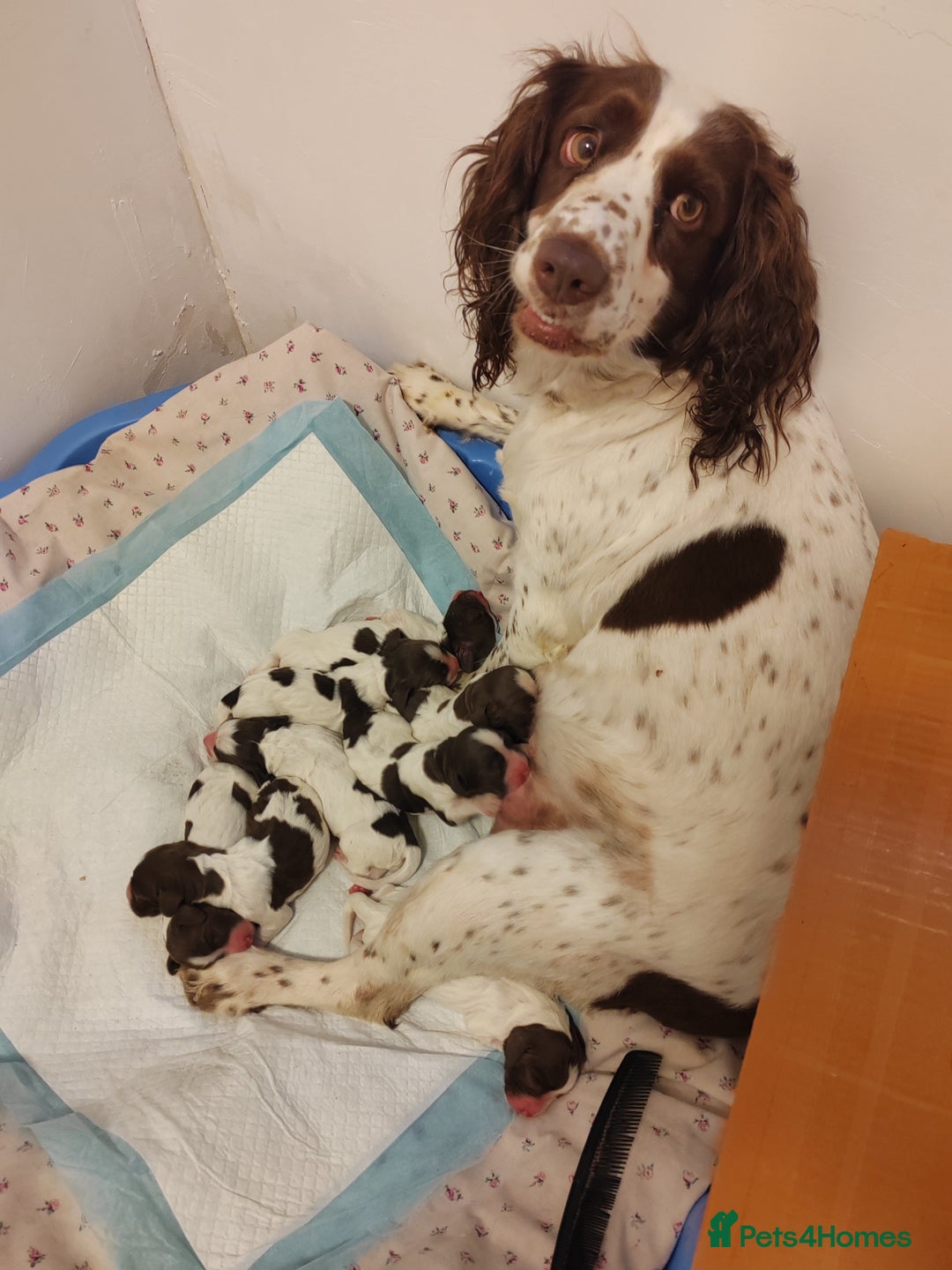 English Springer Spaniel dogs for sale: 🌟 Beautiful Springer Spaniel Litter - Image 17
