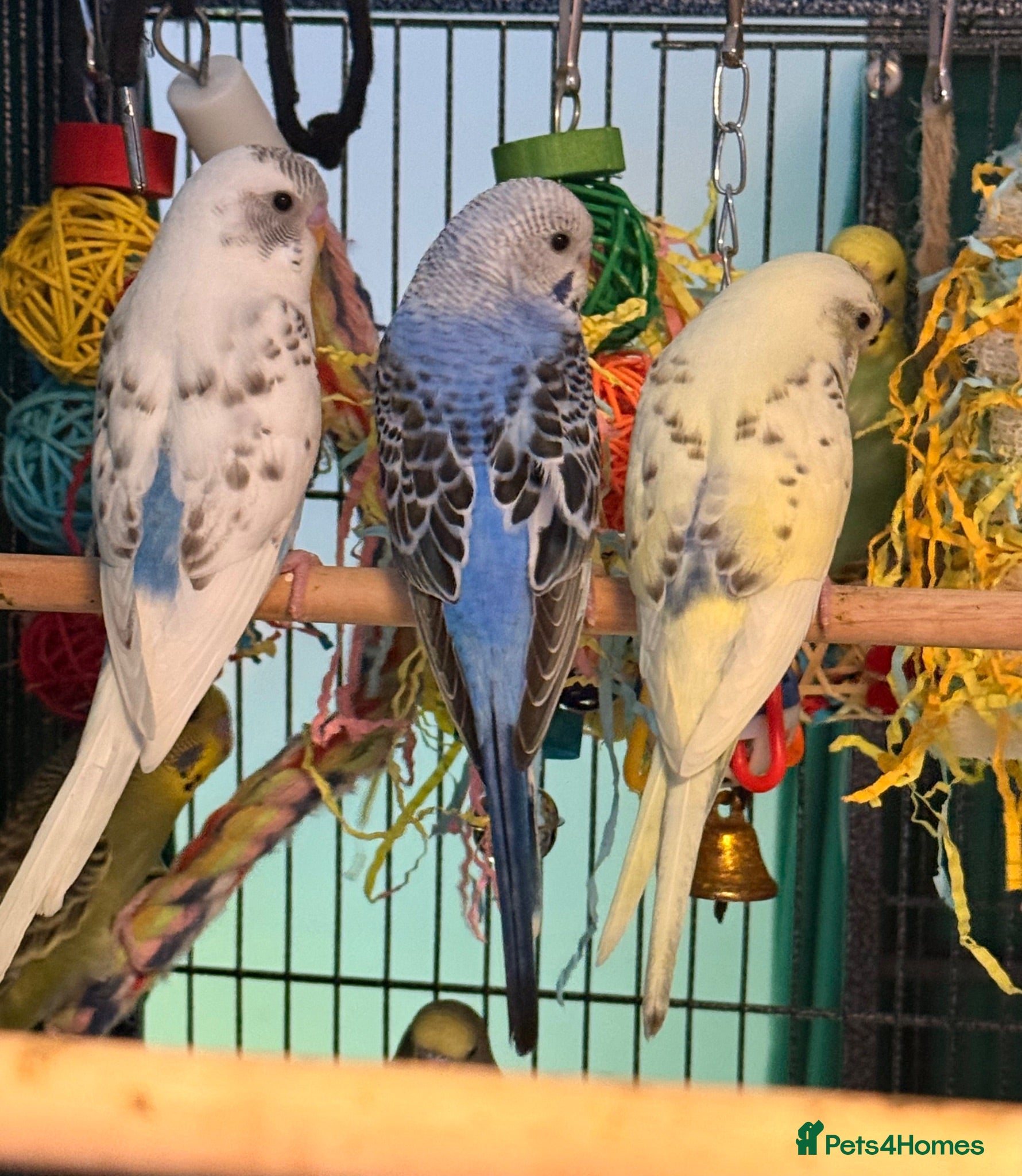 Budgerigars birds 9 week old baby budgies available  - Advert 2