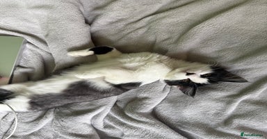 Mixed Breed cats - Advert 9