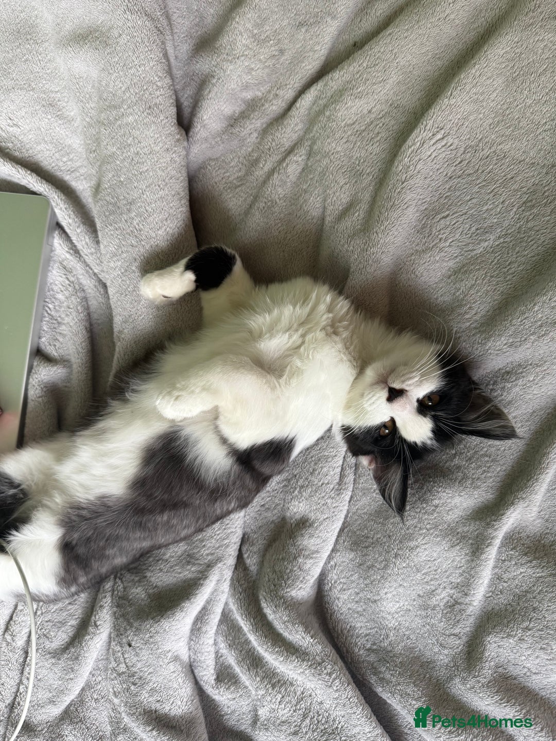 Mixed Breed cats for sale: 2 adorable tuxedo kittens - Image 3