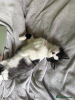 Mixed Breed cats - Advert 14