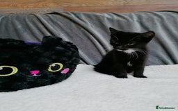 Mixed Breed cats for adoption: 💙🐱 OREO & SHADOW 😺💙 - Image 13