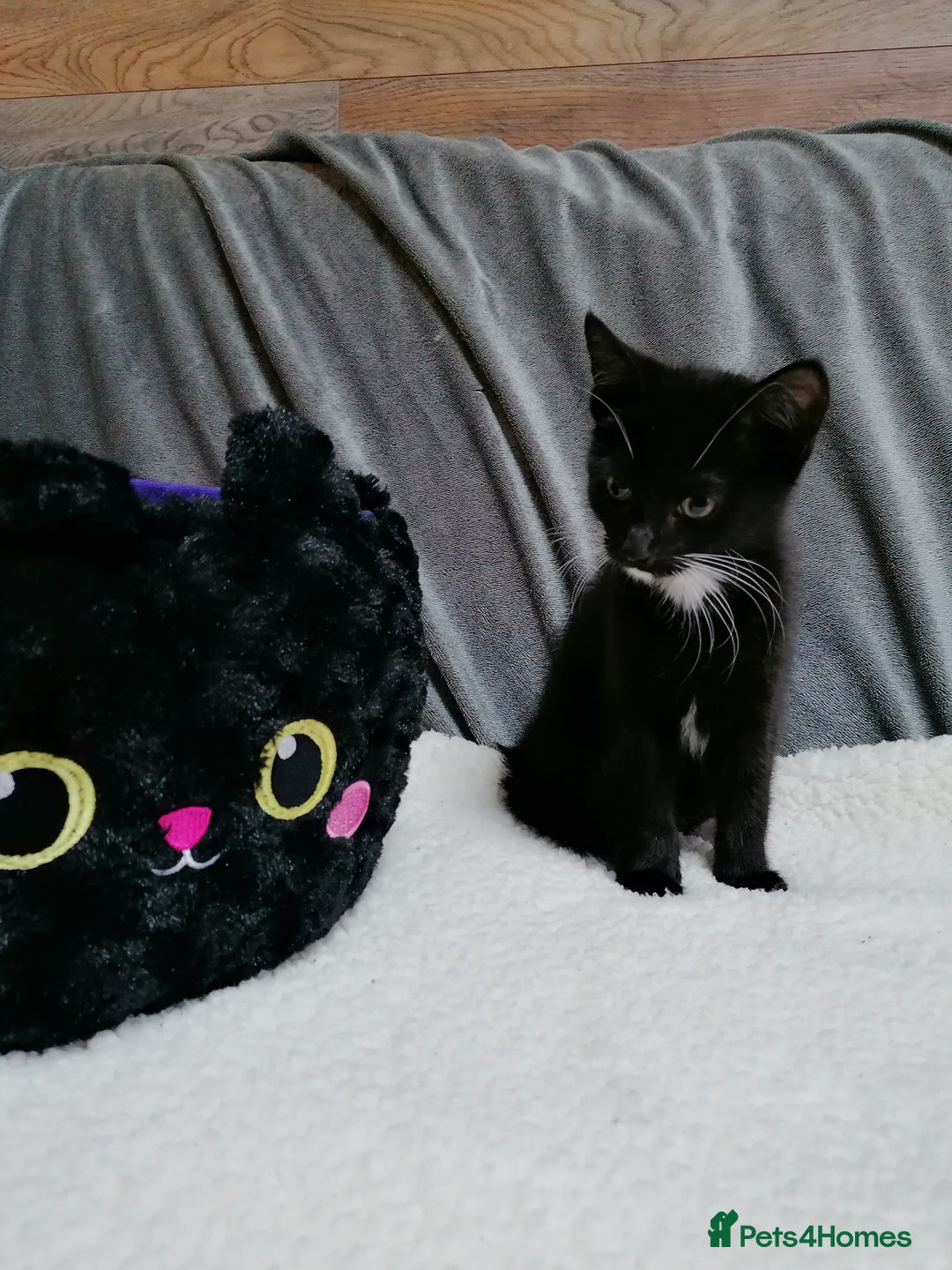 Mixed Breed cats for adoption: 💙🐱 OREO & SHADOW 😺💙 - Image 13
