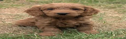 Cockapoo dogs for sale: Licensed breeder, health tested F1 cockapoo pups - Advert 22
