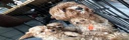 Cavapoo dogs for sale: Amazing F1B Cavapoos  - Advert 17