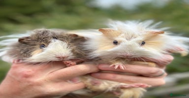 Guinea Pig rodents - Advert 4