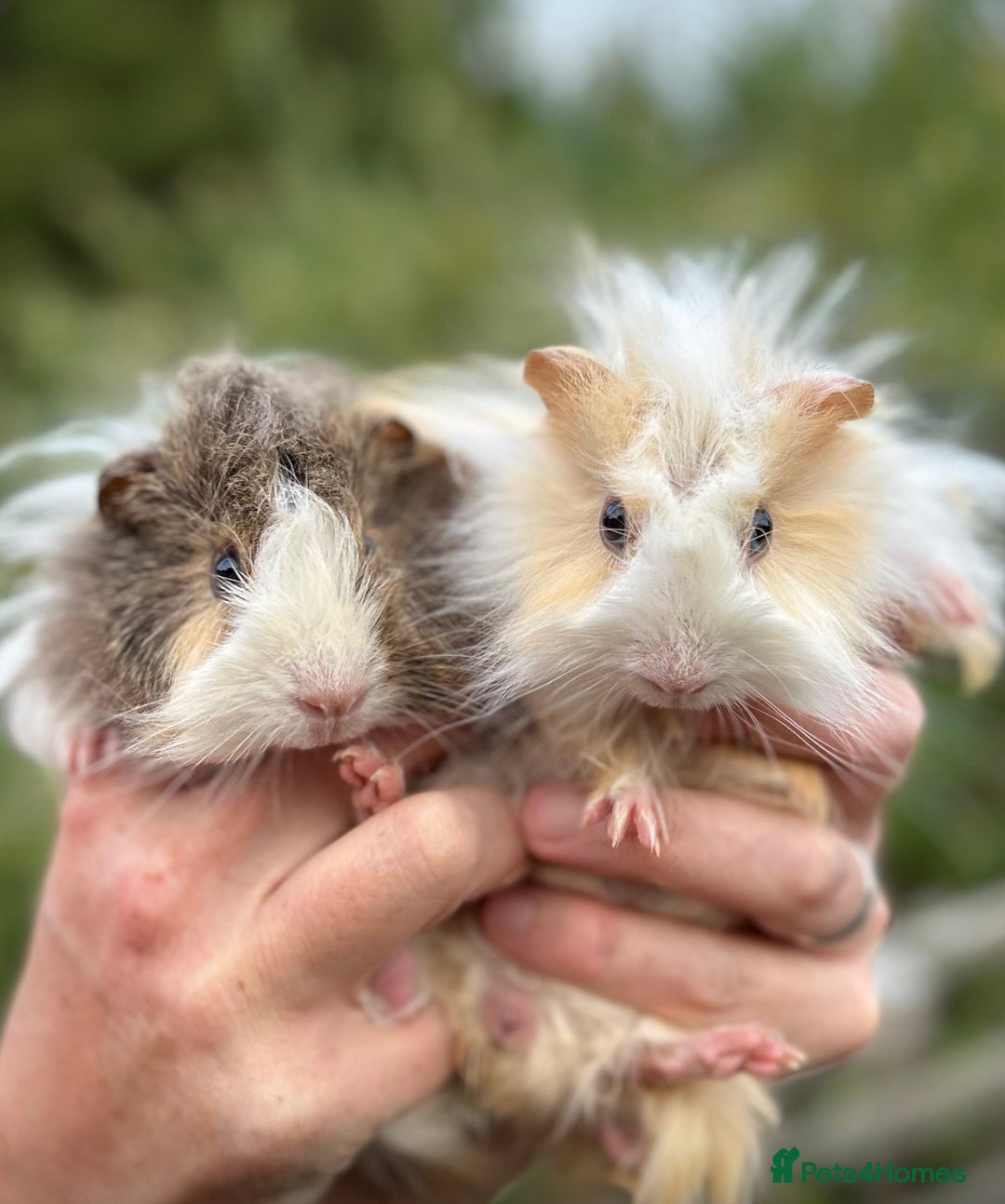 Guinea Pig rodents for sale: Beautiful Baby Guinea Pigs  - Image 2