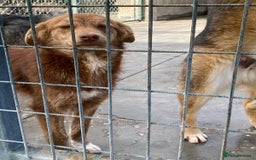 Mixed Breed dogs for adoption: Miriam, 14 months approx. Available for adoption. - Image 8