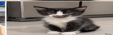 Susu