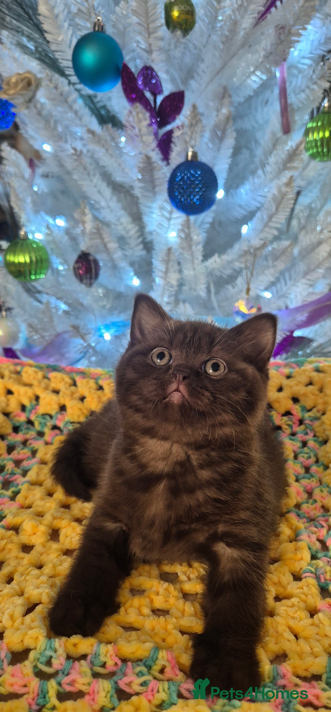 British Shorthair cats for sale: **Stunning TICA Registered Kittens** - Advert 3