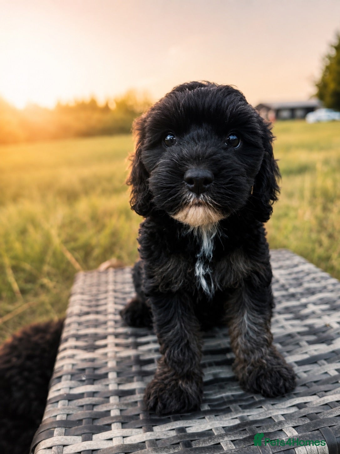 Cavapoo dogs DNA health tested Miniature Cavapoos 🌸  - Advert 14