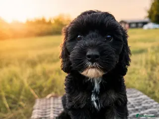 Cavapoo dogs DNA health tested Miniature Cavapoos 🌸 - Advert 14