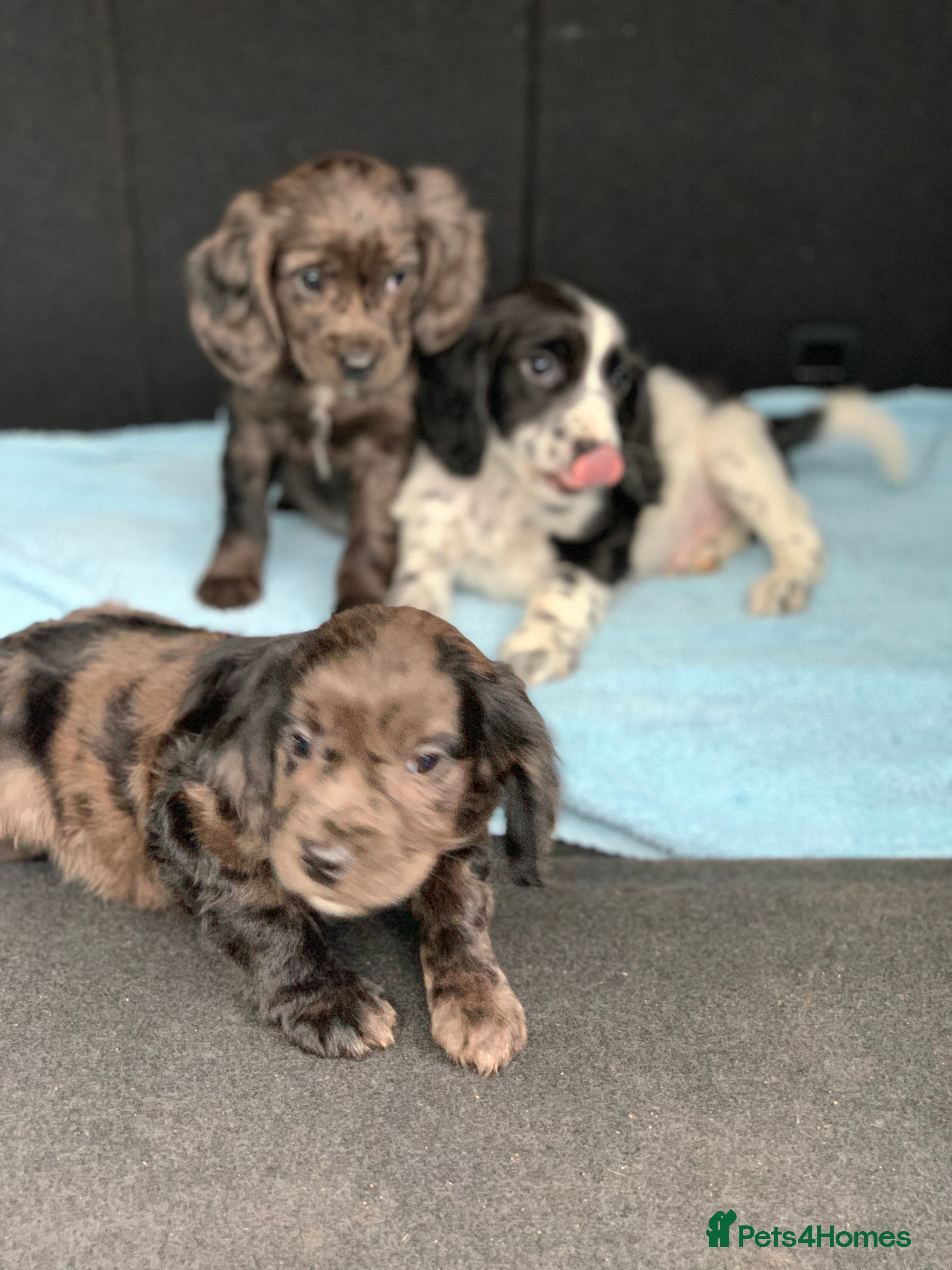 Cocker Spaniel dogs Cocker spaniel  show type in Longfield - Advert 1