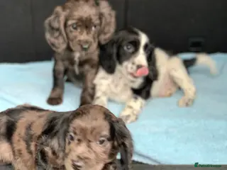 Cocker Spaniel dogs Cocker spaniel show type in Longfield - Advert 1