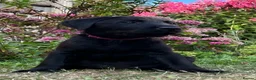 Labrador Retriever dogs for sale: Last two pups left from a stunning KC litter - Advert 33