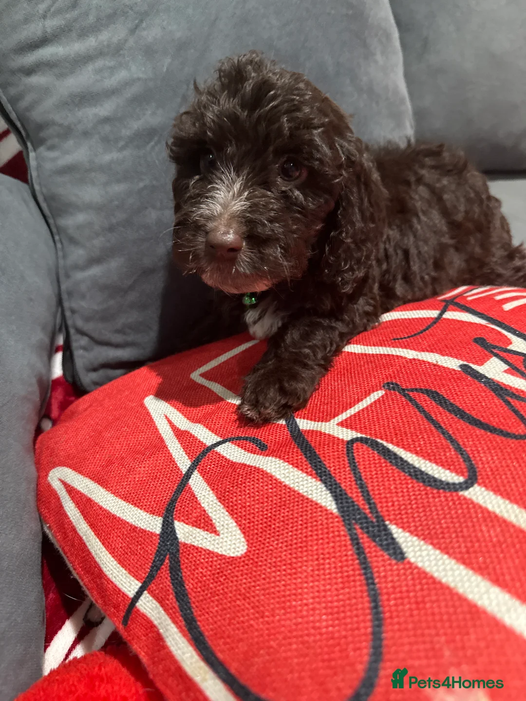 Cockapoo dogs for sale: Miniature f1 Cockapoos puppies - Advert 37