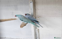 Mixed Breed birds for sale: Indian ringneck  - Image 1