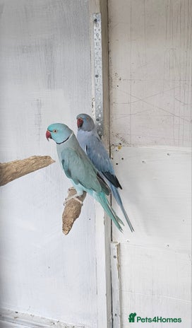 Mixed Breed birds - Advert 13