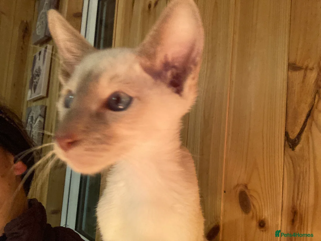 Oriental cats for sale: Oriental boy kittens - Advert 21