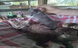 Mixed Breed cats for sale: RRAGDOLL/BENGAL X MOGGY KITTENSSS - Image 3