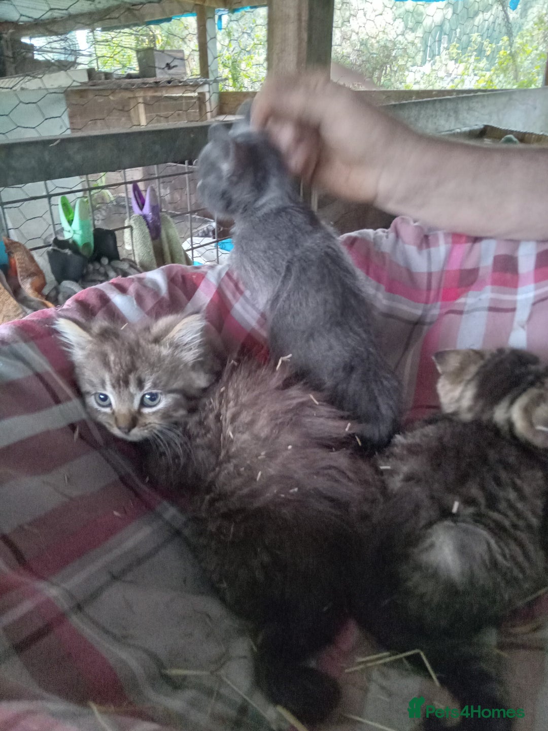 Mixed Breed cats for sale: RRAGDOLL/BENGAL X MOGGY KITTENSSS - Image 3