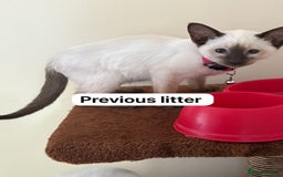 Siamese cats for sale: Traditional Siamese baby’s  - Image 4