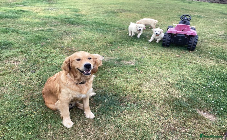 Golden Retriever dogs - Advert 4