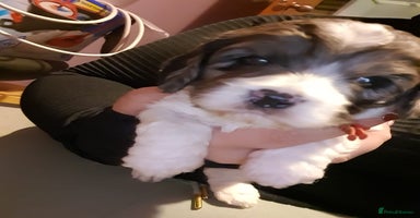 Cavapoo dogs - Advert 14