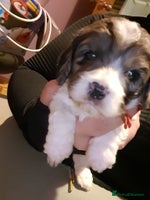 Cavapoo dogs - Advert 7