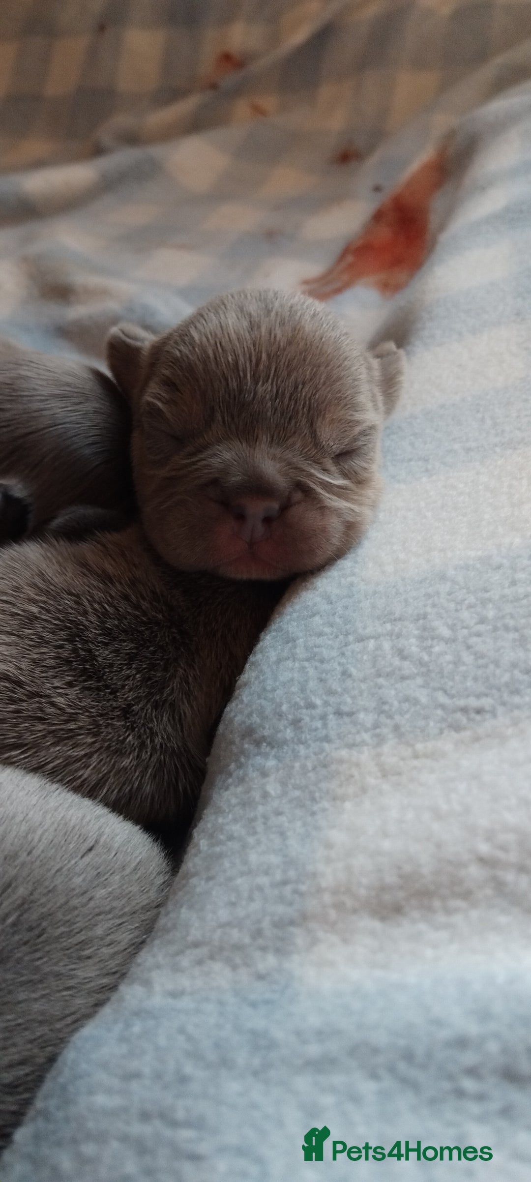 French Bulldog dogs for sale: French bulldog FLUFFY pups - Image 23
