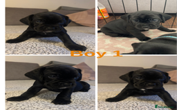 Mixed Breed dogs for sale: 🐶 3 Adorable Male Cockerbull Puppies for Sale! 🐾 - Image 1