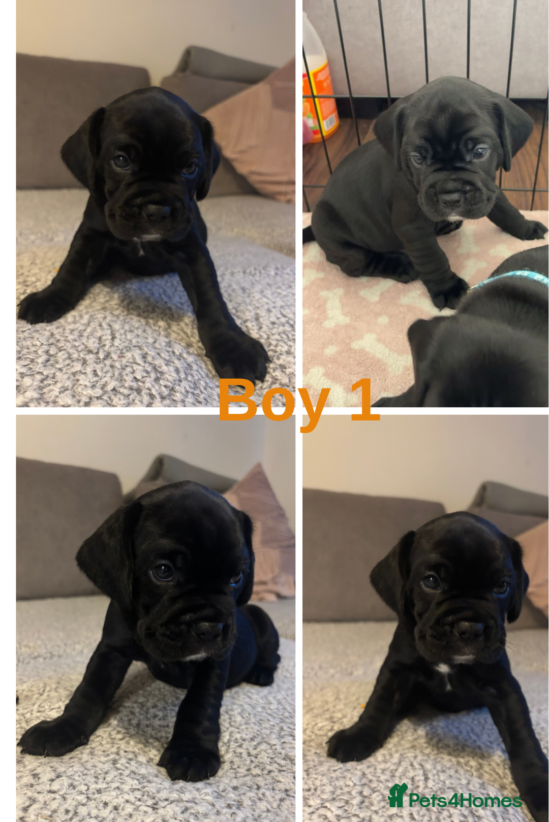 Mixed Breed dogs for sale: 🐶 3 Adorable Male Cockerbull Puppies for Sale! 🐾 - Image 1