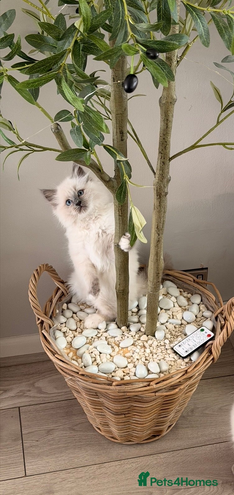 Ragdoll cats Beautiful blue mitted ragdoll boy xxx - Advert 1
