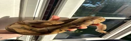Python Snake reptiles for sale: Beautiful female Royal Pythons - Advert 6