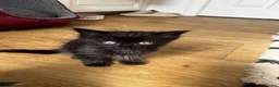 Norwegian Forest Cat cats for sale: mix norwegian kitten ready to go  - Advert 8