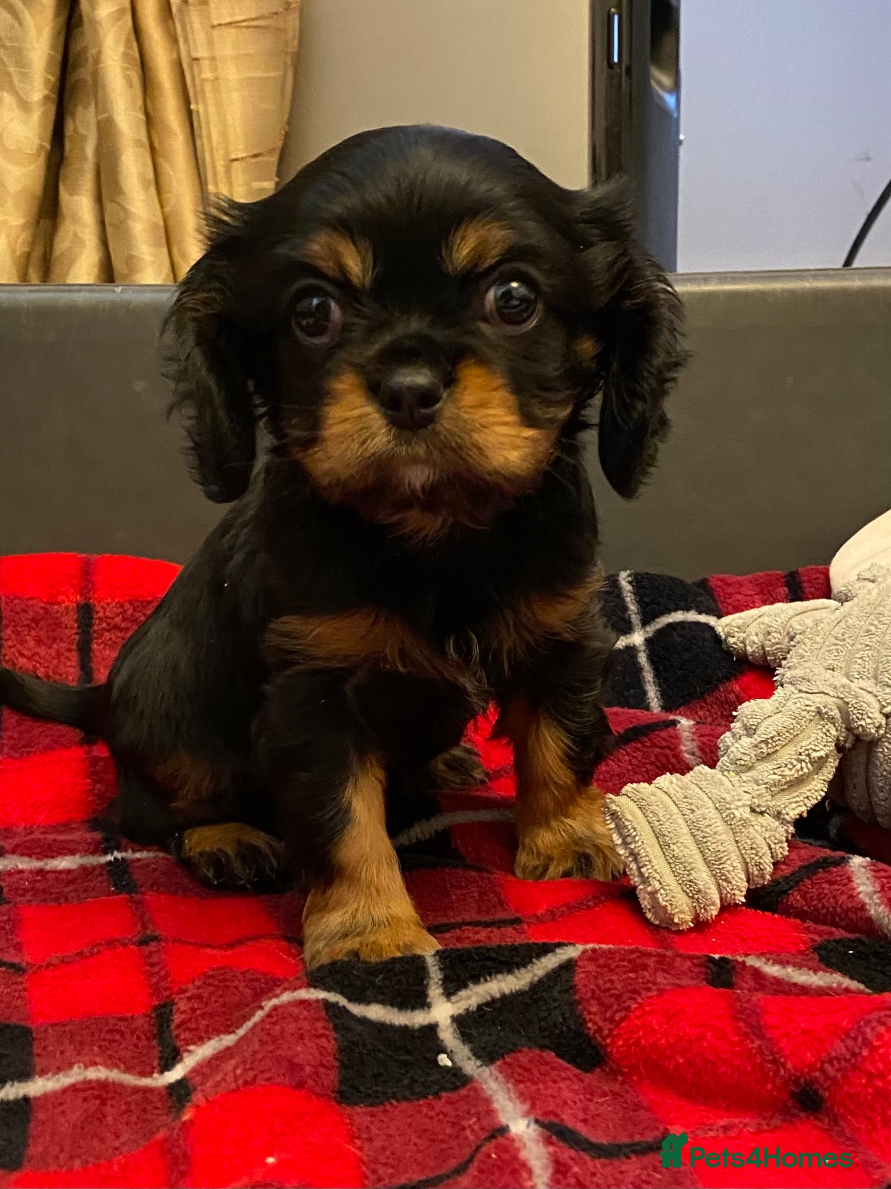 Cavalier King Charles Spaniel dogs Cavalier King Charles Puppy - Advert 2