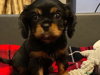 Cavalier King Charles Spaniel dogs Cavalier King Charles Puppy - Advert 3