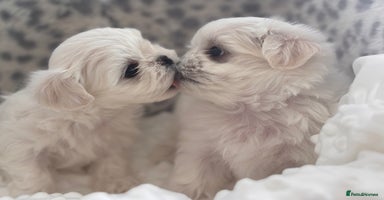 Maltese dogs - Advert 3