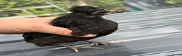Mixed Breed livestock for sale: Chickens in Ashington - Advert 2