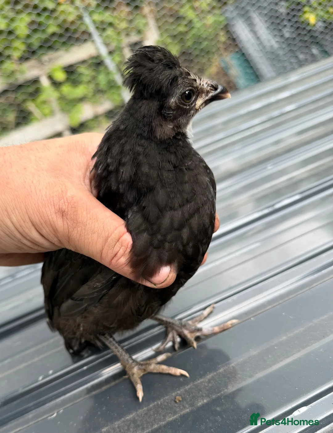 Mixed Breed livestock for sale: Chickens in Ashington - Advert 2