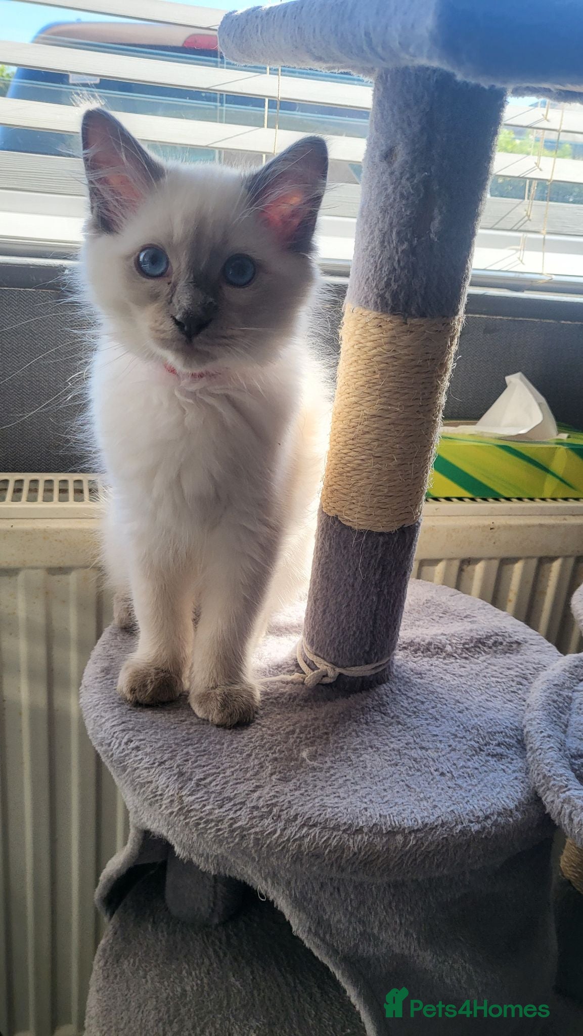 Ragdoll cats Open to offers - ready to go - Advert 2