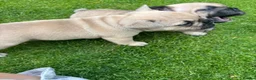 Mixed Breed dogs for sale: French bulldog/ British bulldog puppies  - Advert 19