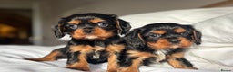 Cavalier King Charles Spaniel dogs for sale: 🐶KC REG, EXTENSIVELY HEALTH TESTED CAVALIER 🐶  - Advert 28