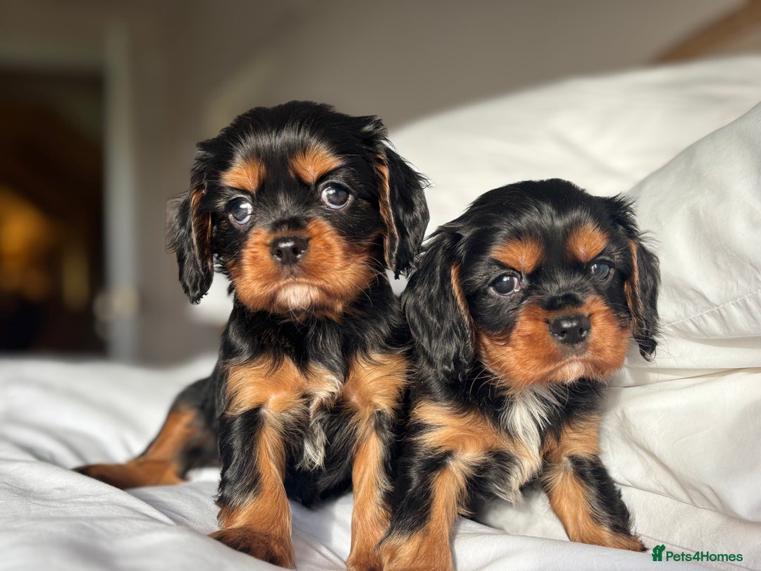 Cavalier King Charles Spaniel dogs for sale: 🐶KC REG, EXTENSIVELY HEALTH TESTED CAVALIER 🐶  - Advert 28