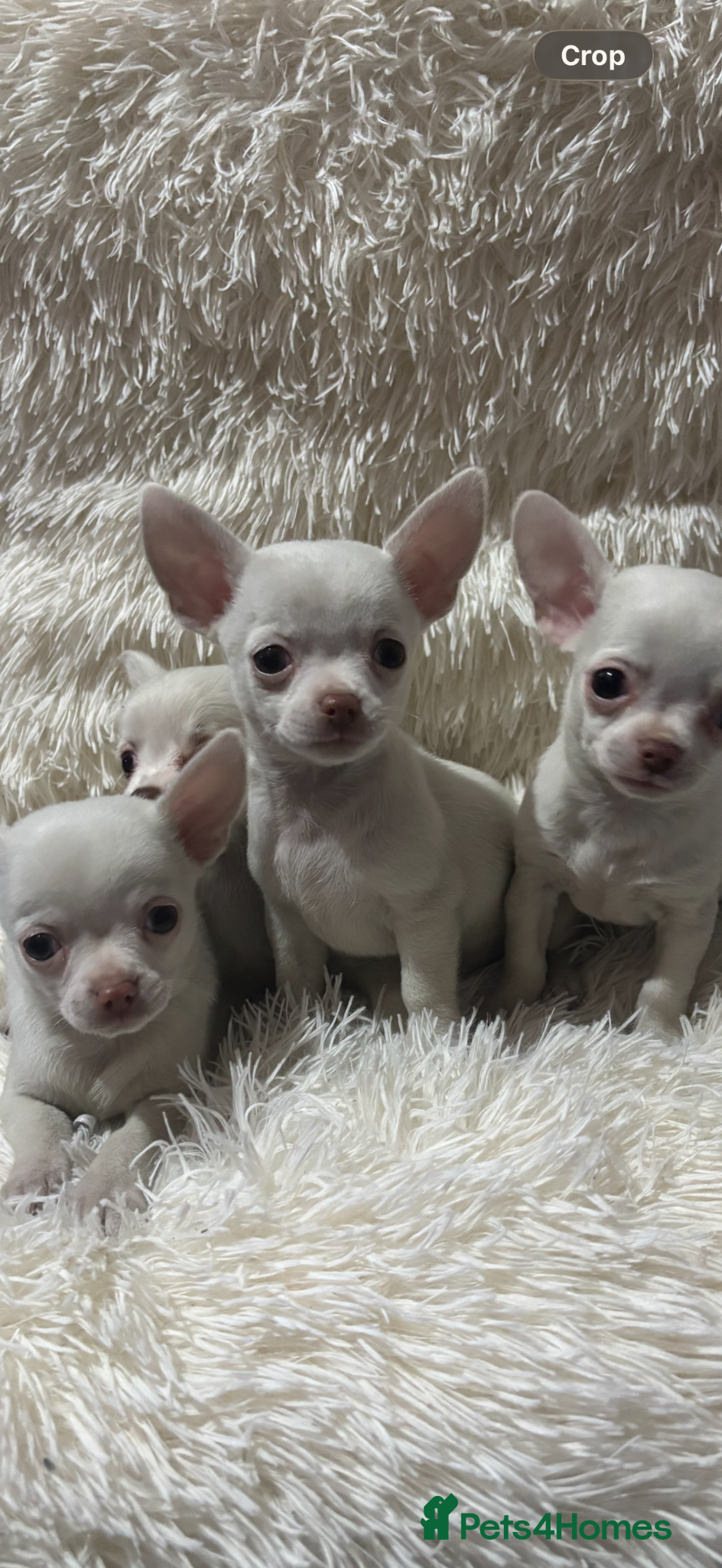 Chihuahua dogs Chihuahua puppy’s ( ready now) - Advert 18