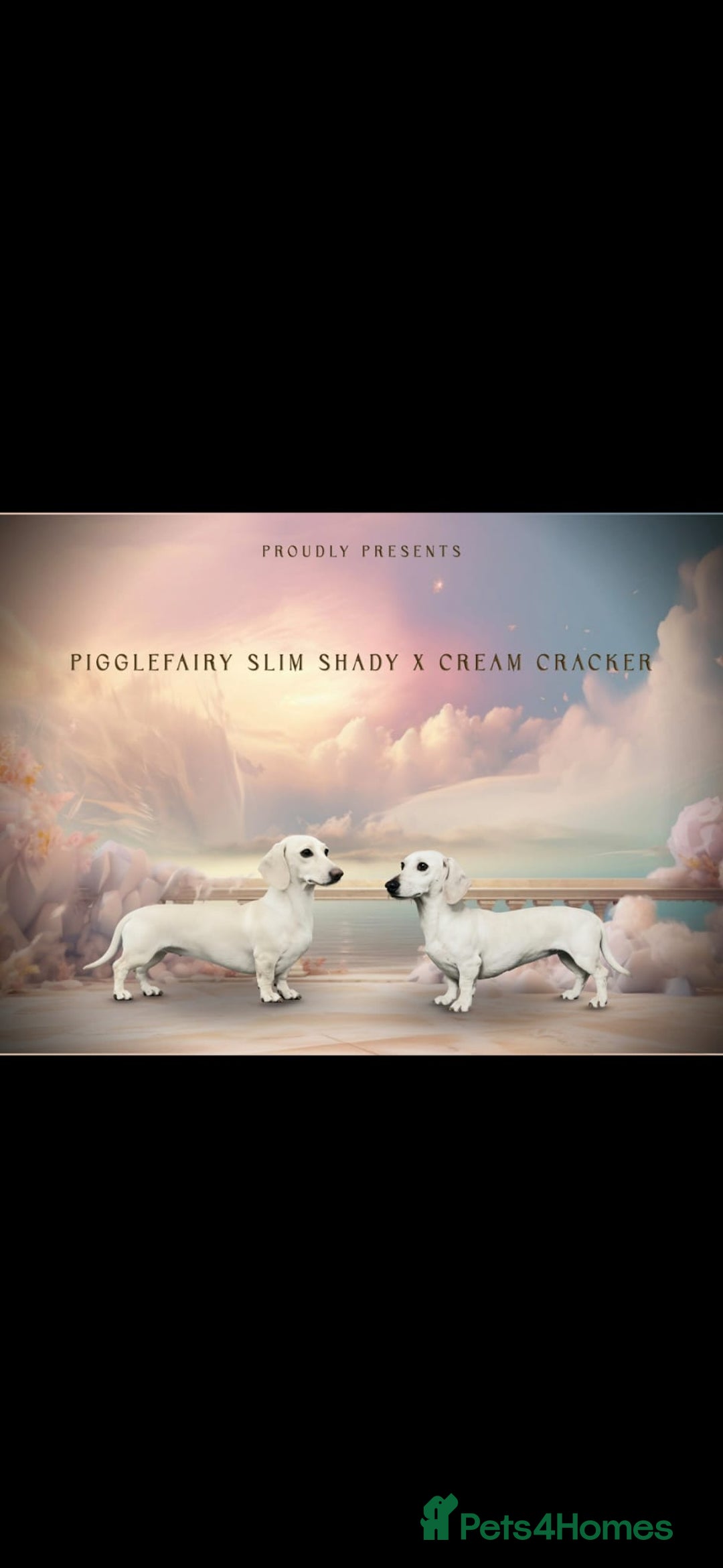 Miniature Dachshund dogs for sale: Exceptional minature cream dachshunds - Image 15