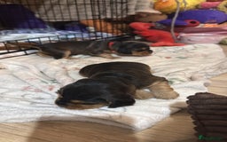 Cocker Spaniel dogs for sale: Gorgeously adorable Show Cocker Spaniels - Advert 19