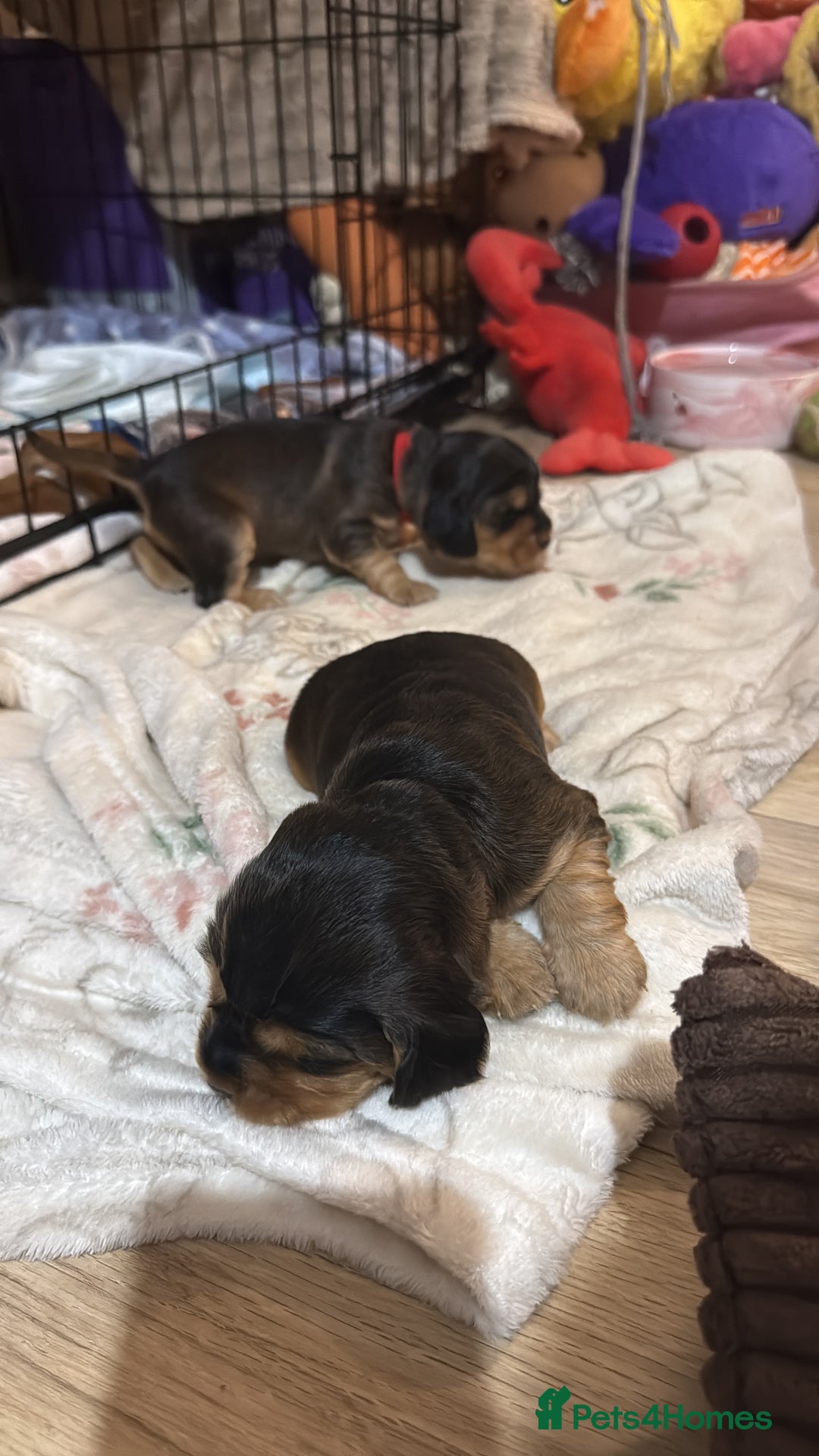 Cocker Spaniel dogs for sale: Gorgeously adorable Show Cocker Spaniels - Advert 19