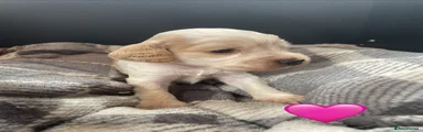 Cocker Spaniel 2